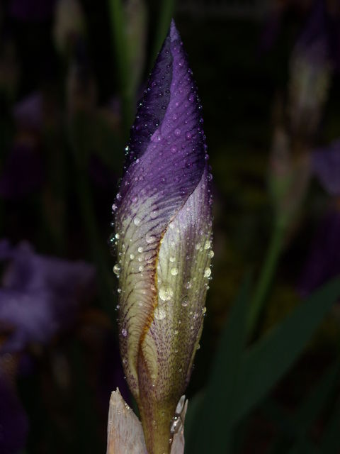 Iris_0481