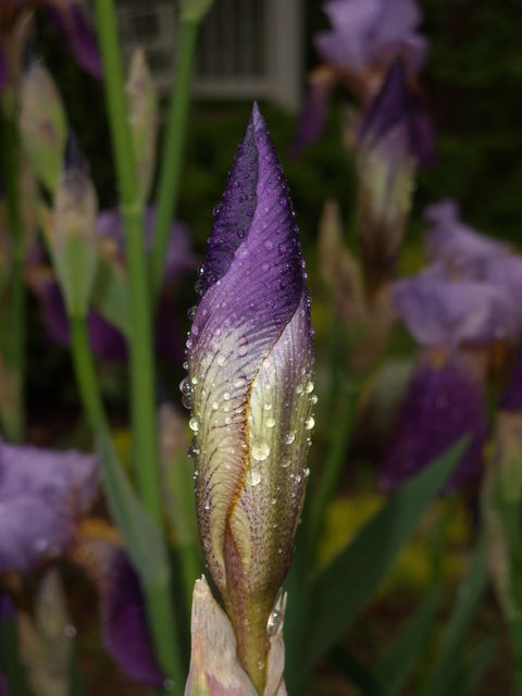 Iris_049