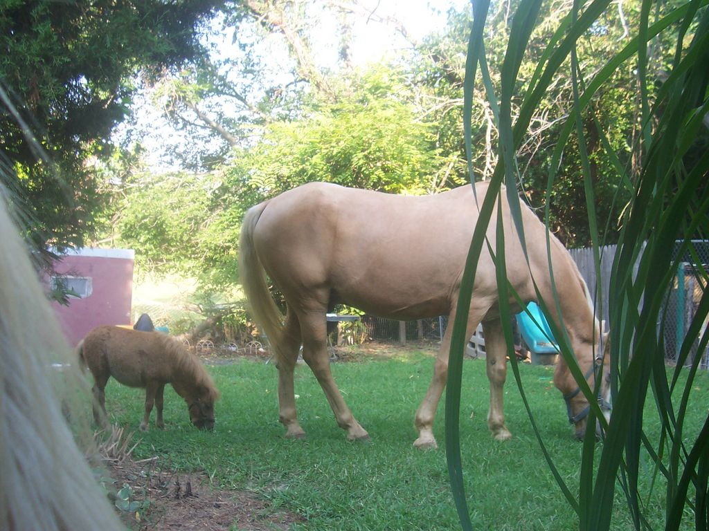 Is that a dog behind me or a horse?