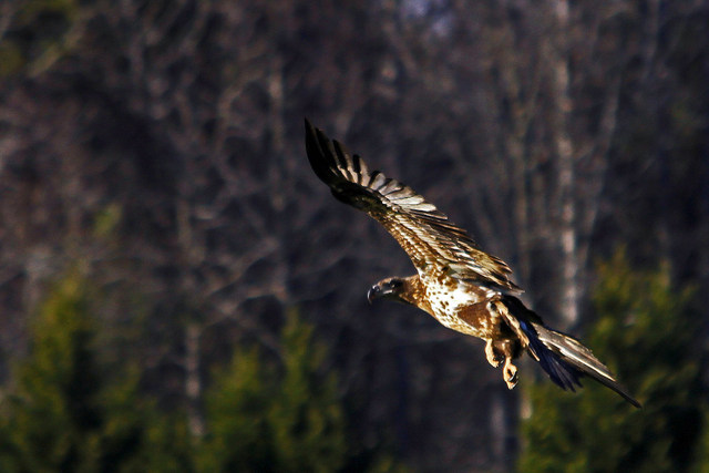 Juvenile Eagle