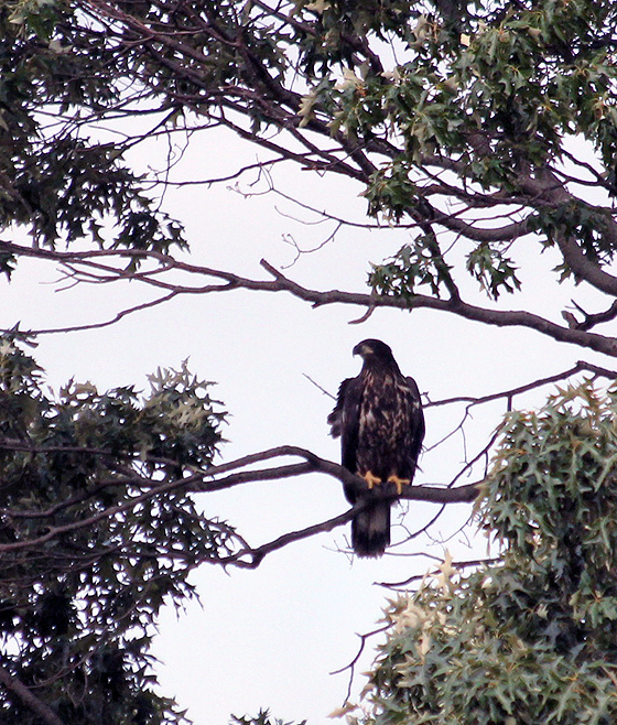 Juvenile Eagle