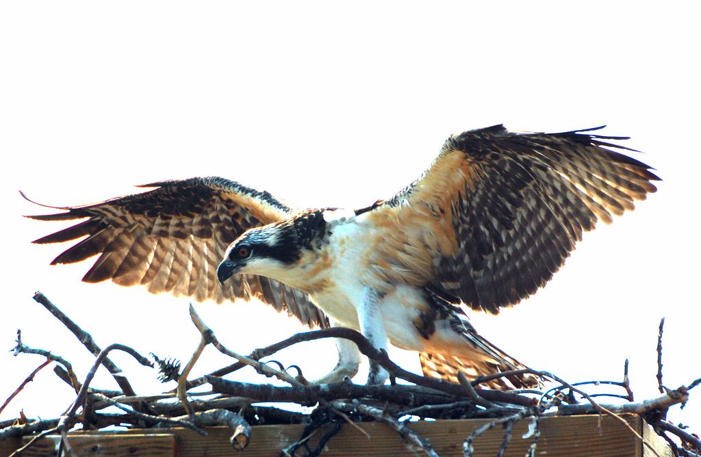 Juvenile Osprey - Allmost ready to fly