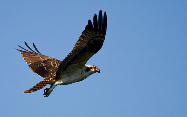 Juvenile Osprey