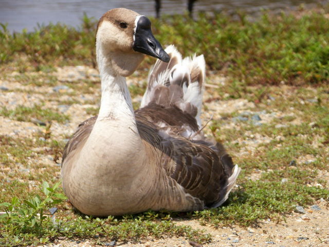 KING PAPA GOOSE