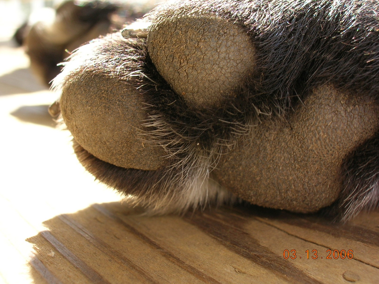 Layla's paw