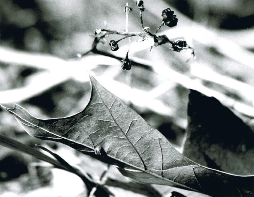 leaf and berries