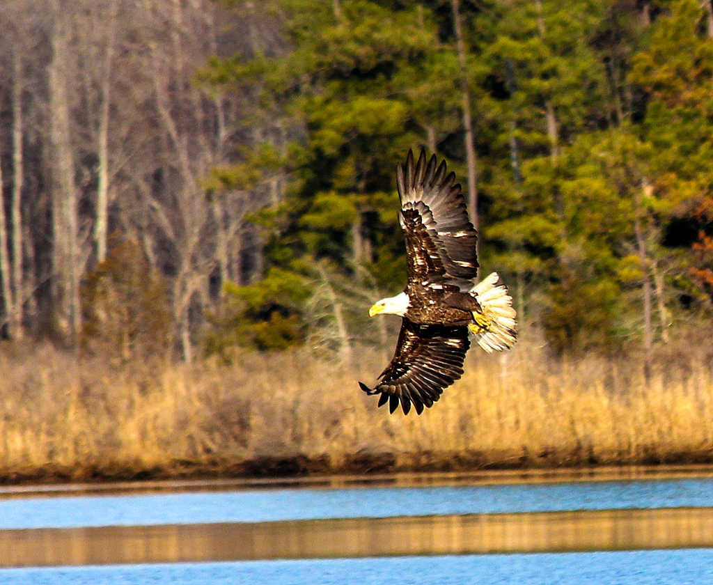 Leonardtown Eagle