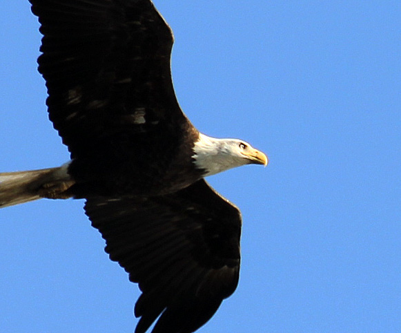 Leonardtown Eagle