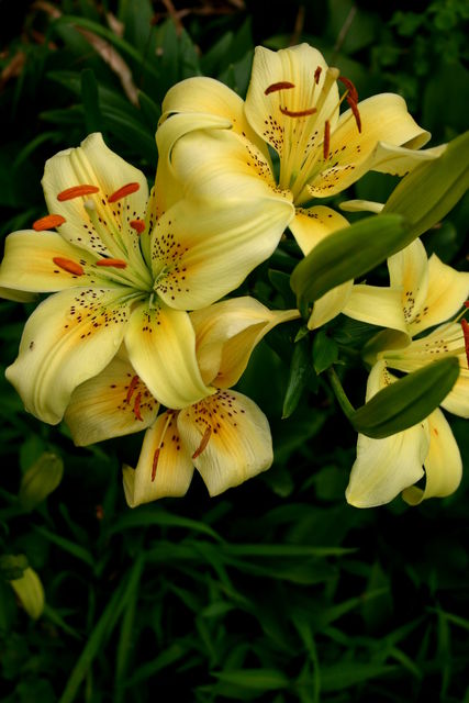 Lillies