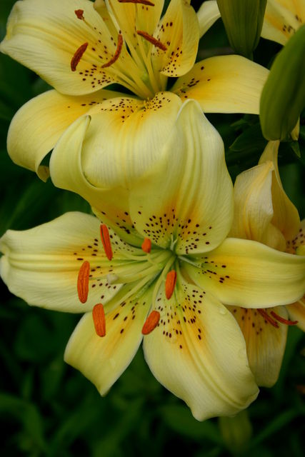 lillies2