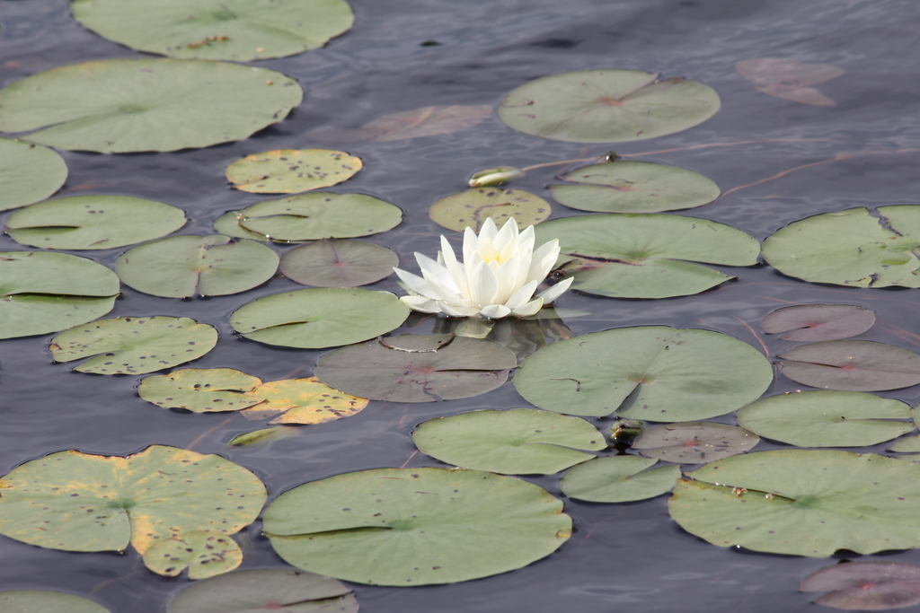 Lily Pads