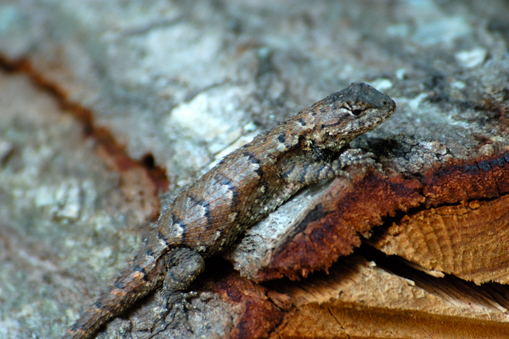 Lizard on a log