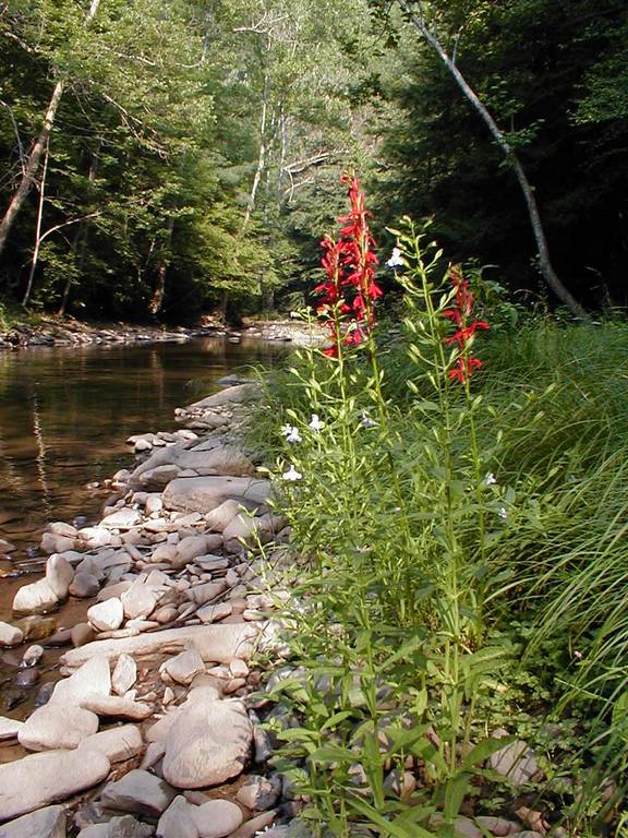 Lobelia on the Savage River