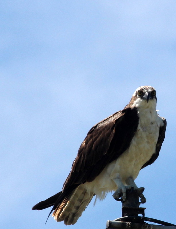 Local Osprey