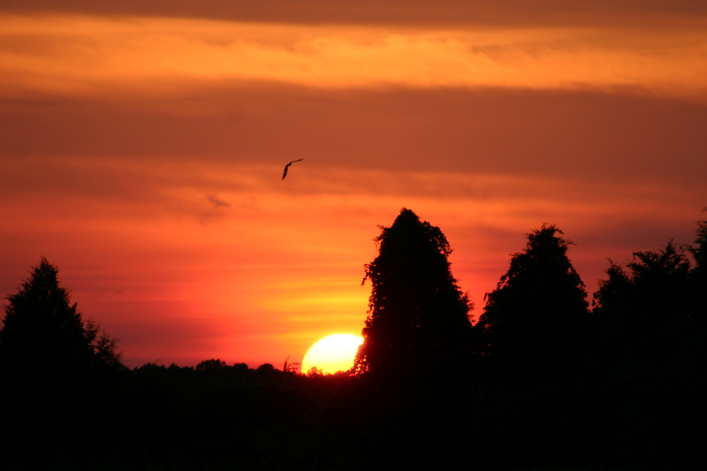 Lone Flyer at Sunset