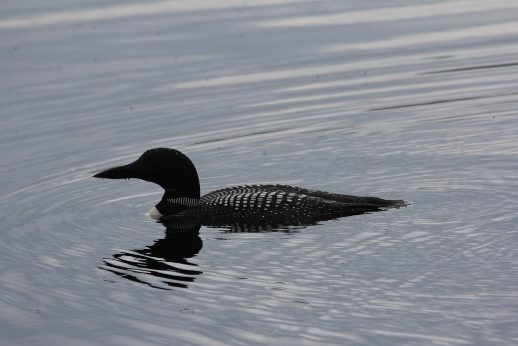 Loon