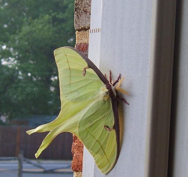 Luna Moth