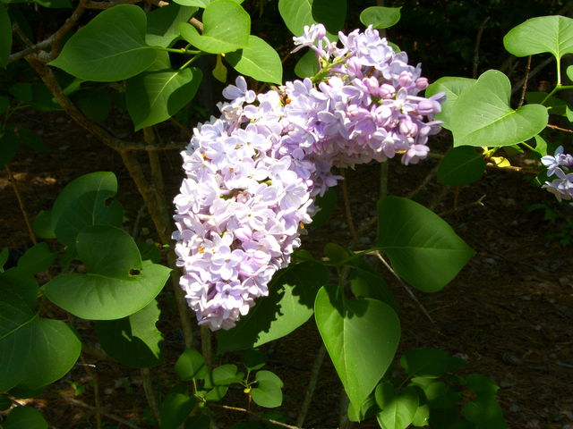 Lylock, Sunny Blooms