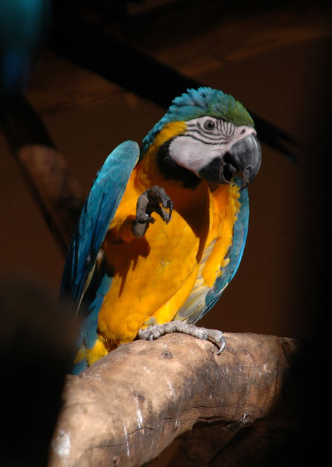 Macaw in south of Brazil