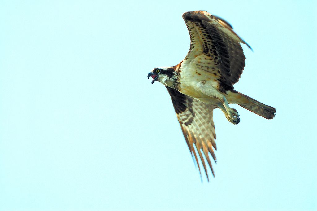 Mad Mother Osprey