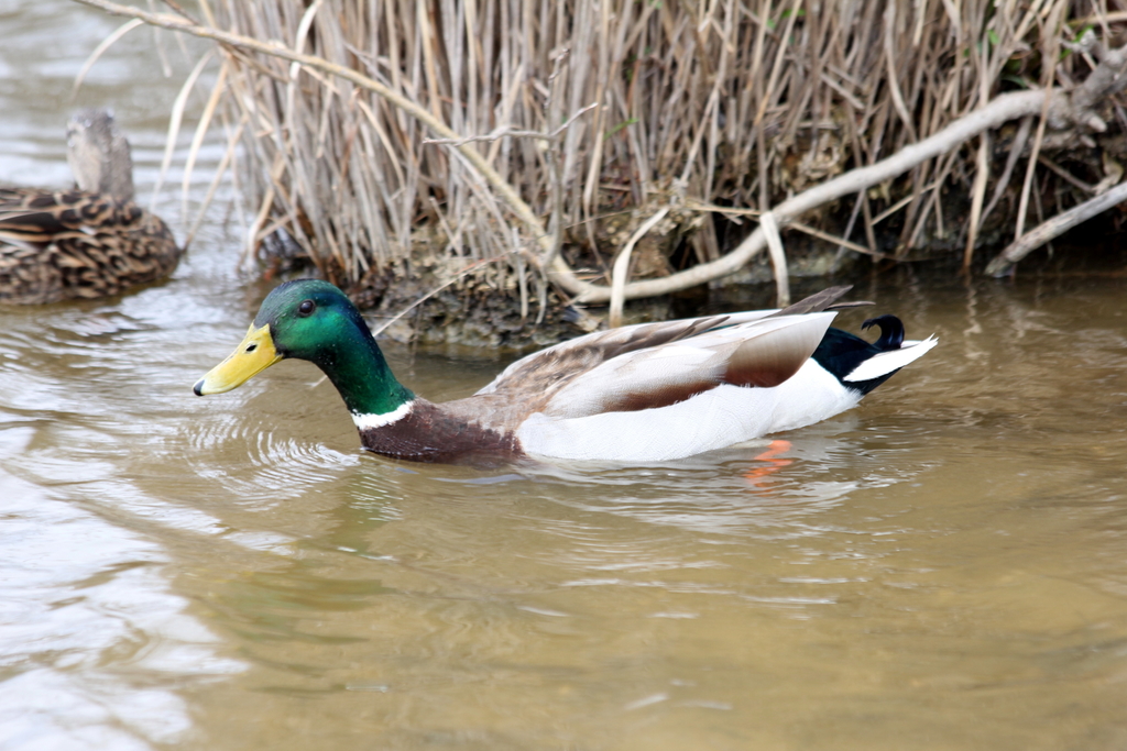 Mallard Duck