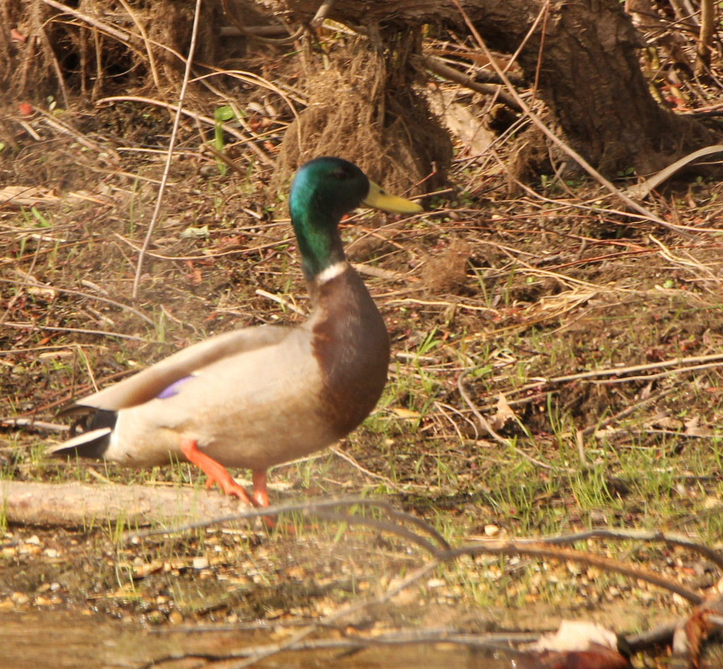 Mallard Duck