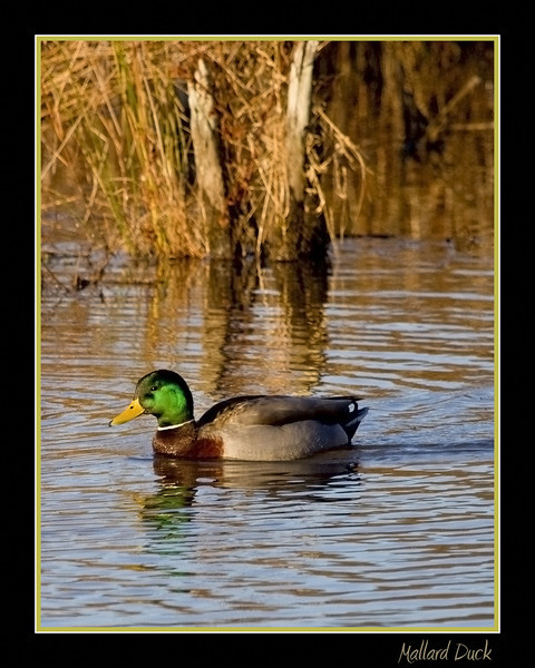 Mallard in Morning Light