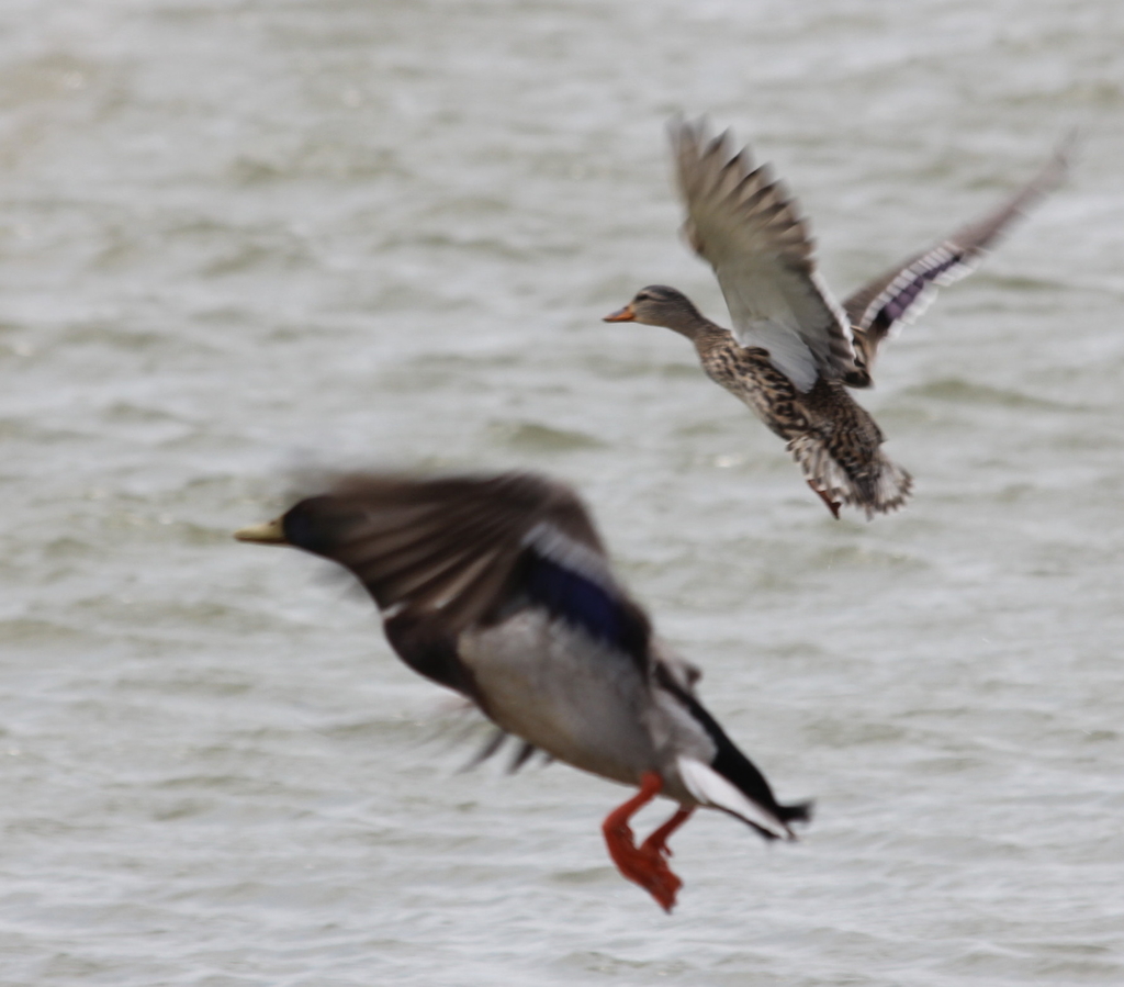 Mallards