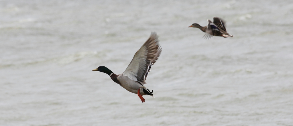 Mallards