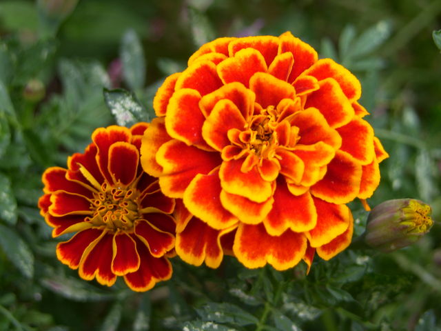 Marigolds