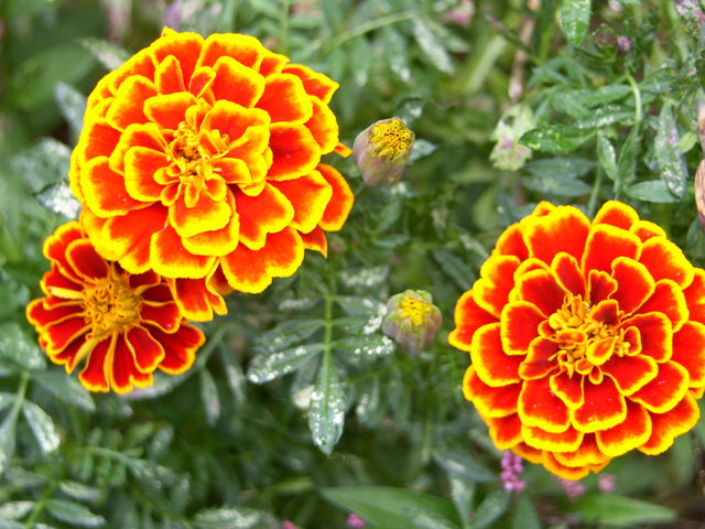 Marigolds