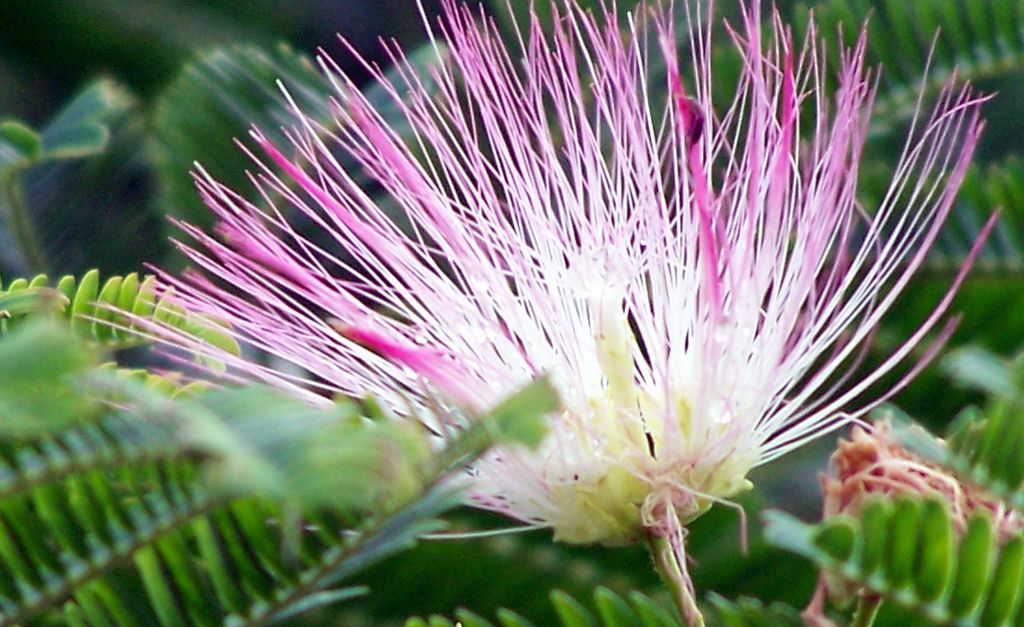 mimosa flower