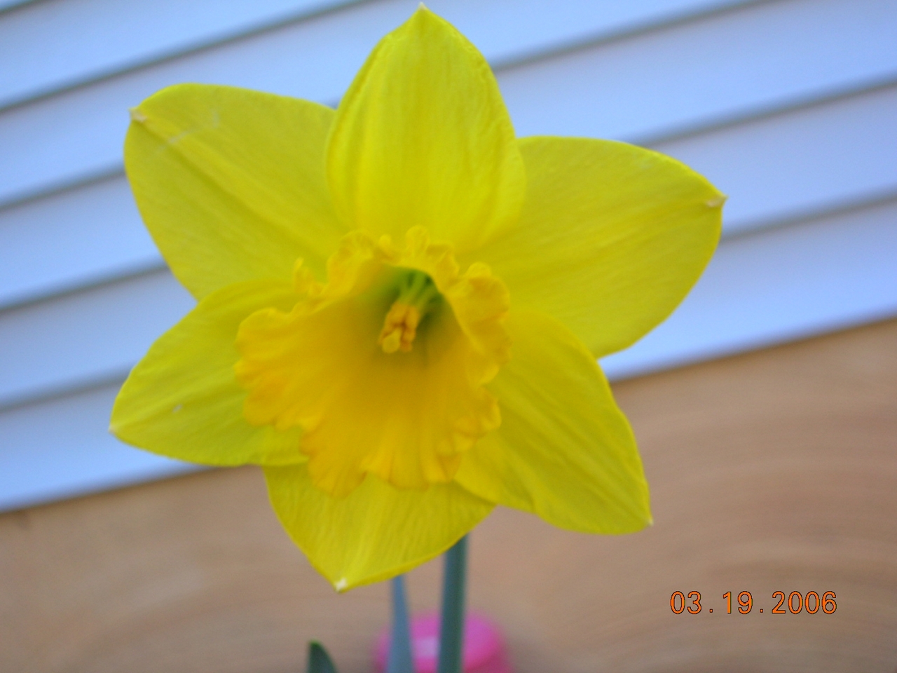 mini daffodil