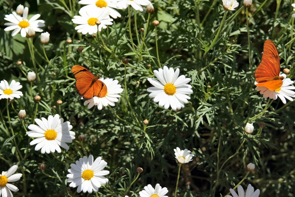 more butterflies