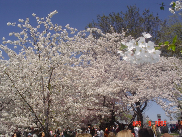 More Cherry Blossoms