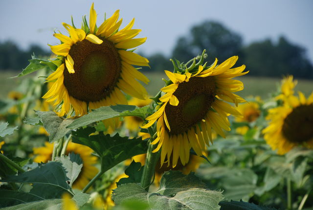 more sun flowers