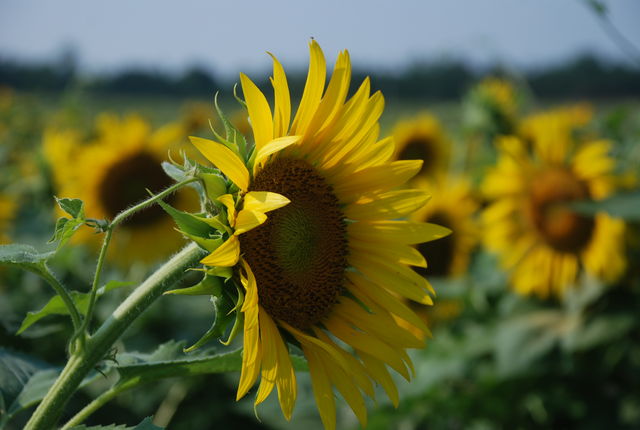 more sun flowers