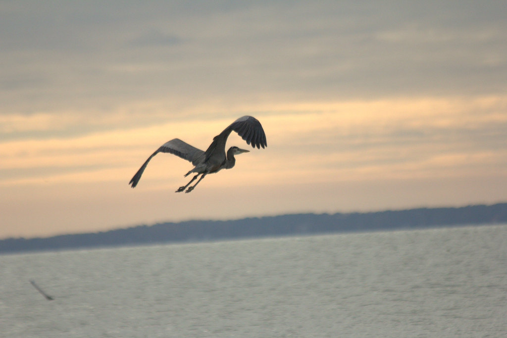 Morning Flight