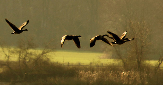 Morning Geese