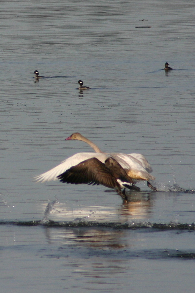 Morning on The River