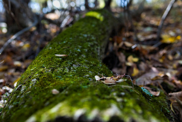 Mossy log