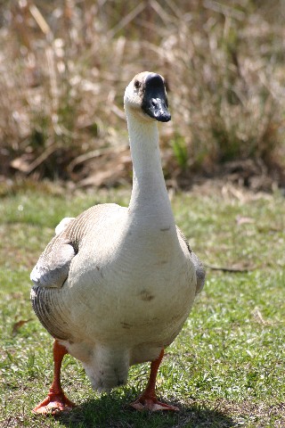 "Mother" Goose at Gilbert Run