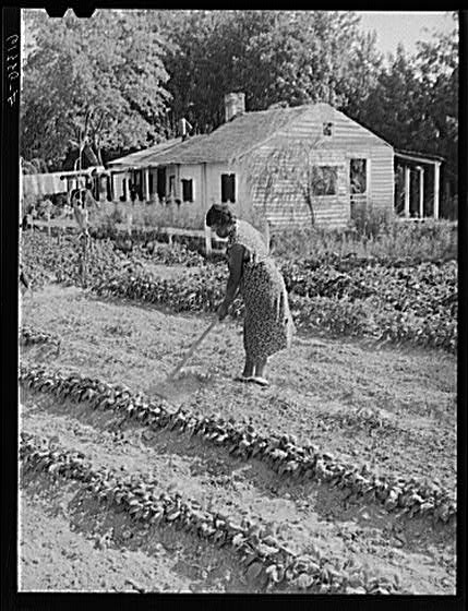 Mrs. Calip White hoeing in her late garden, Sept 1940.