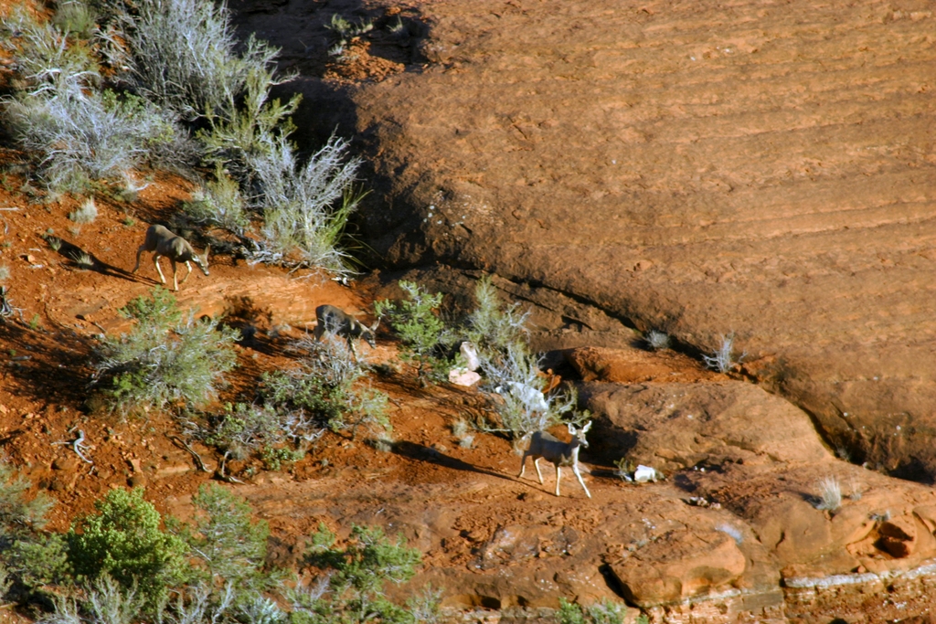 Mule deer