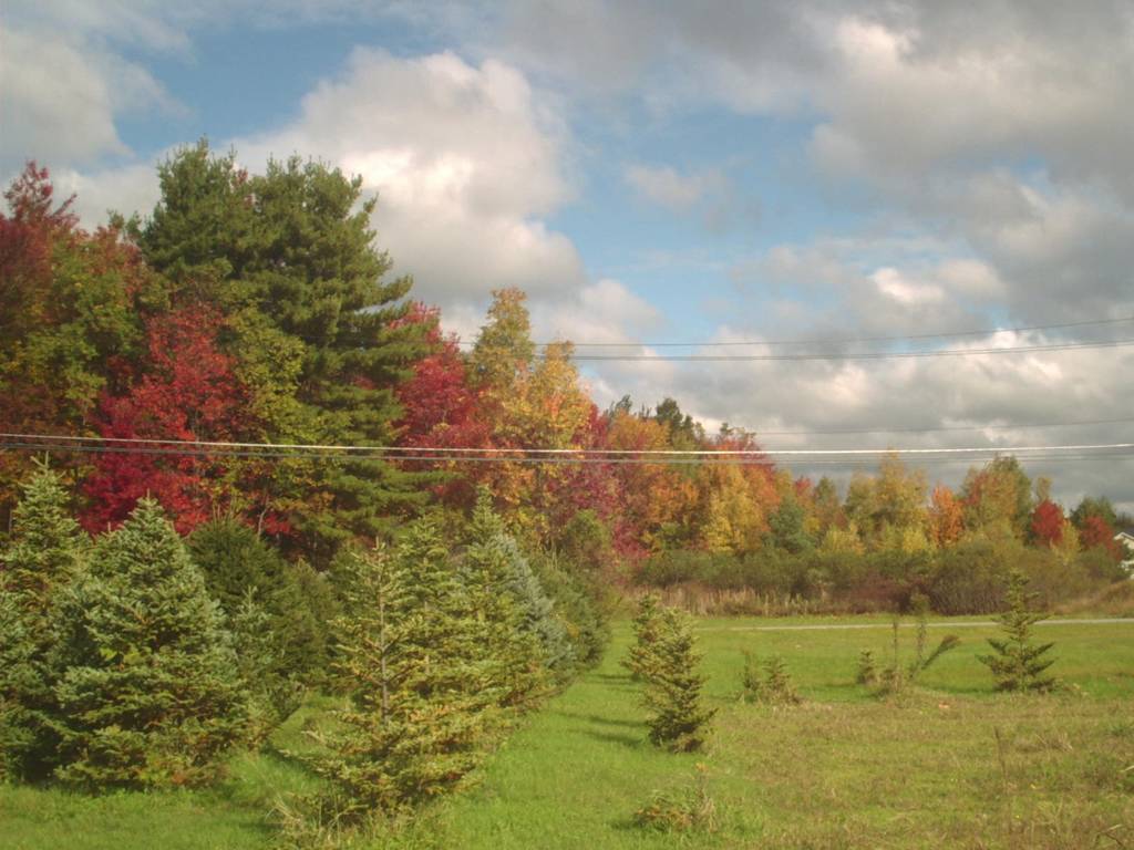 My parent's backyard in upstate NY