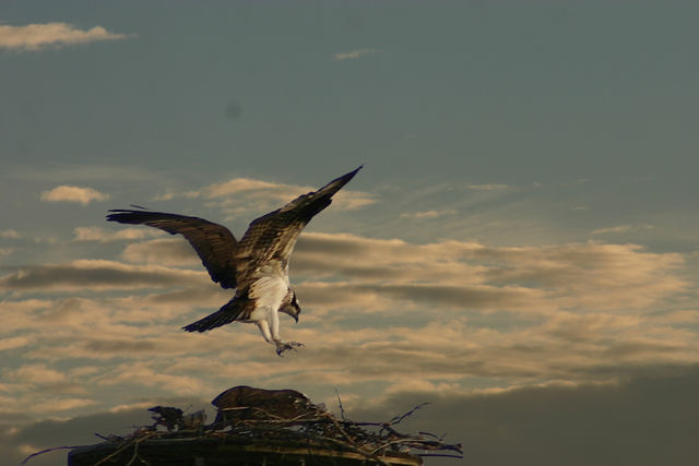 Nest Building