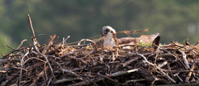Nesting Osprey 2