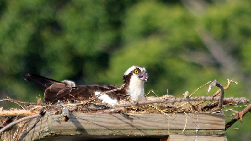 Nesting Osprey