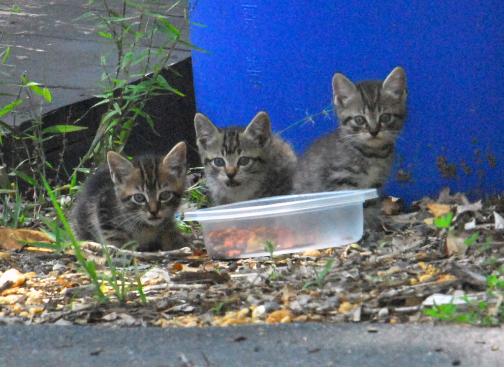 Newborn Kittens Having Lunch