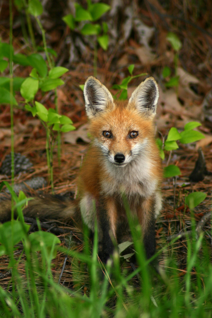 Newtowne Neck Red Fox